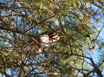 20141228 Long-eared owl (Asio otus)